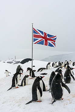 Gentoo penguins (Pygoscelis papua), Port Lockroy British Antarctic Base, Wiencke Island, Antarctica, Polar Regions