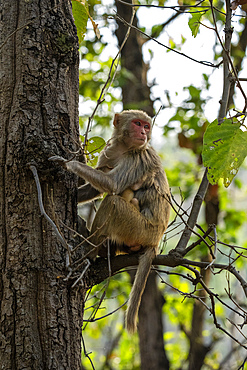 Rhesus macaque (Macaca mulatta), Bandhavgarh National Park, Madhya Pradesh, India, Asia