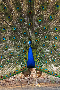 Indian Peafowl (Pavo cristatus) displaying, Bandhavgarh National Park, Madhya Pradesh, India, Asia