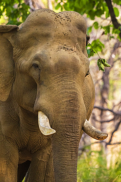 Indian Elephant (Elephas maximus), Bandhavgarh National Park, Madhya Pradesh, India, Asia