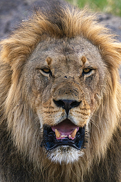 Lion (Panthera leo) portrait, Savuti, Chobe National Park, Botswana, Africa