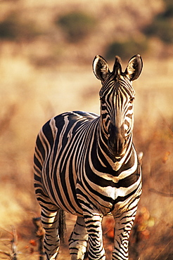 Burchell's zebra (Equus burchelli), Mashatu Game Reserve, Botswana, Africa