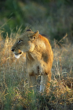 Lion (Panthera leo), Mala Mala Game Reserve, Sabi Sand Park, South Africa, Africa