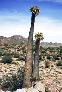 Halfmens, Pachypodium namaquanum, Goegap Reserve, Namaqualand, South Africa, Africa