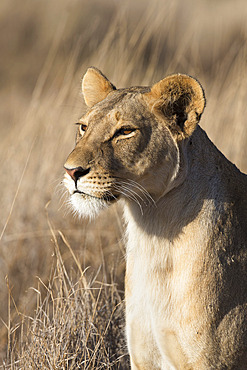 Lioness (Panthera leo), Lewa Wildlife Conservancy, Laikipia, Kenya, East Africa, Africa