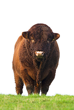 Bull in farmer's field, Islay, Scotland, United Kingdom, Europe