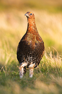 Red grouse (Lagopus lagopus) male, County Durham, England, United Kingdom, Europe