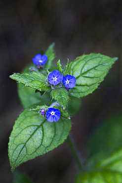 Green alkanet (Pentaglottis sempervirens), Northumberland, England, United Kingdom, Europe