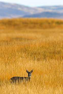 Roe deer (Capreolus capreolus), Islay, Scotland, United Kingdom, Europe