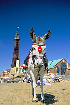 Seaside donkey on beach with Blackpool tower behind, Blackpool, Lancashire, England, United Kingdom, Europe