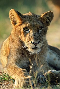 Young lion, Panthera leo, Kruger National Park, South Africa, Africa