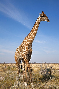 Giraffe (Giraffa camelopardalis), Etosha National Park, Namibia, Africa