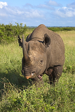 Black rhino (Diceros bicornis) male, Phinda private game reserve, KwaZulu Natal, South Africa, Africa