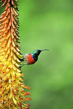 Greater doublecollard sunbird, Nectarinia afra, Addo National Park, South Africa, Africa