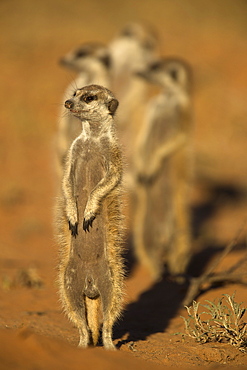 Meerkat (Suricata suricatta), Kgalagadi Transfrontier Park, Northern Cape, South Africa, Africa