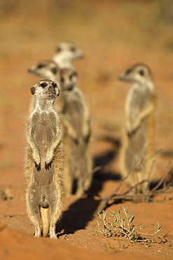 Meerkat (Suricata suricatta), Kgalagadi Transfrontier Park, Northern Cape, South Africa, Africa