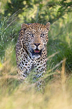 Male leopard (Panthera pardus), Phinda game reserve, KwaZulu Natal, South Africa, Africa