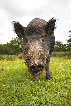 Wild boar (Sus scrofa), captive, United Kingdom, Europe