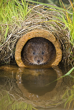 Water vole (Arvicola terrestris), captive, United Kingdom, Europe