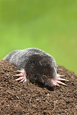 European mole (Talpa europea), controlled, United Kingdom, Europe