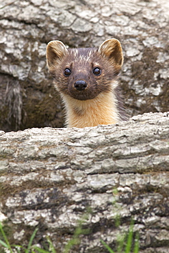 Pine marten (Martes martes), captive, United Kingdom, Europe