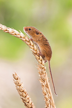 Harvest mouse (Micromys minutus), captive, United Kingdom, Europe