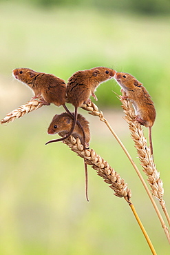 Harvest mice (Micromys minutus), captive, United Kingdom, Europe