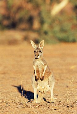 Red kangaroo, Macropus rufus, Mootwingee National Park, New South Wales, Australia, Pacific