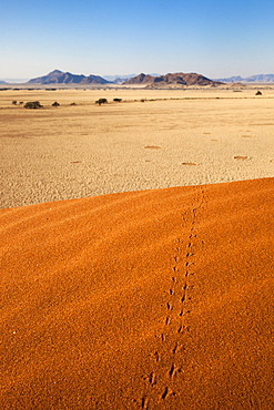 Animal tracks in sand, Namib desert, Namibia, Africa