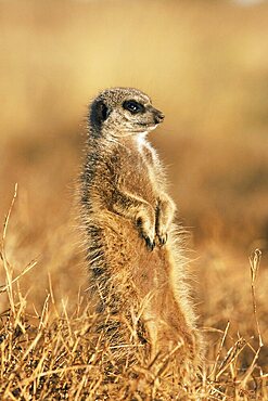 Meerkat (suricate), Suricata suricatta, Addo National Park, South Africa, Africa