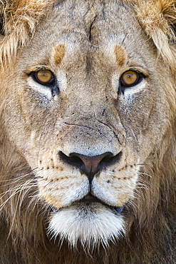 Lion (Panthera leo), Mountain Zebra National Park, Eastern Cape, South Africa, Africa