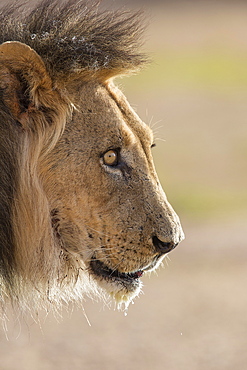 Lion (Panthera leo), Kgalagadi Transfrontier Park, South Africa, Africa