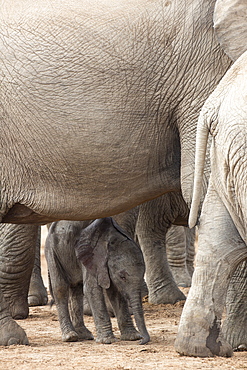 African elephant (Loxodonta africana) new-born calf, Addo Elephant National Park, South Africa, Africa