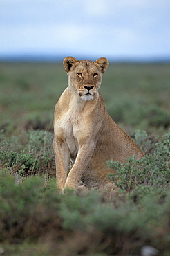 Lioness (Panthera leo), Etosha National Park, Namibia, Africa