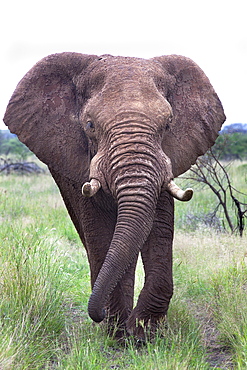 Bull elephant (Loxodonta africana), Madikwe Deserve, North West Province, South Africa, Africa