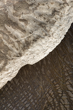 African elephant ear and skin detail (Loxodonta africana), Addo Elephant National Park, South Africa, Africa