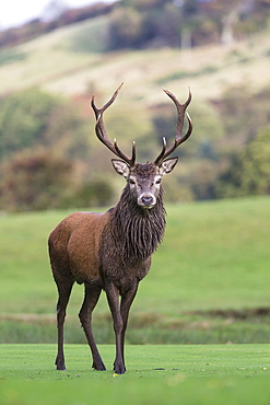 Red deer stag (Cervus elaphus), Arran, Scotland, United Kingdom, Europe