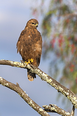 Steppe buzzard (Buteo vulpinus), Mountain Zebra National Park, Eastern Cape, South Africa, Africa