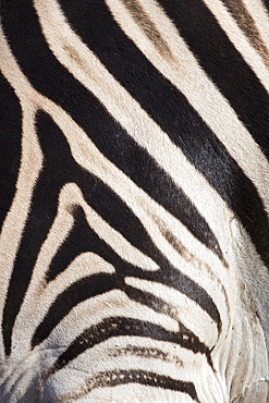 Plains zebra (Equua quagga burchelli) stripe pattern detail showing shadow stripe, South Africa, Africa