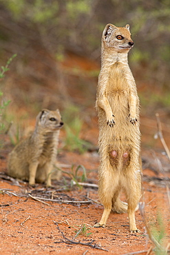 Yellow mongoose (Cynictis penicillata), Kgalagadi Transfrontier Park, South Africa, Africa