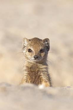 Yellow mongoose (Cynictis penicillata) young, Kgalagadi Transfrontier Park, South Africa, Africa