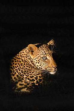 Leopard (Panthera pardus), Madikwe Game Reserve, South Africa, Africa