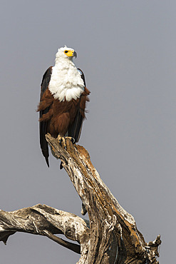 African fish eagle (Haliaeetus vocifer), Chobe National Park, Botswana, Africa