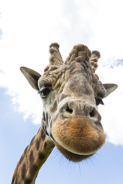 Rothschild's giraffe (Giraffa camelopardalis rothschildi), breeding dominant male, Woburn Safari Park, England, United Kingdom, Europe