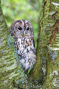 Tawny owl (Strix aluco), captive, United Kingdom, Europe