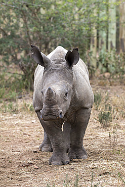 Ithuba, white rhino calf (Ceratotherium simum) orphaned by poaching, Thula Thula Rhino Orphanage, KwaZulu-Natal, South Africa, Africa