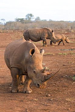 White rhinos (Ceratotherium simum), Zimanga private game reserve, KwaZulu-Natal, South Africa, Africa