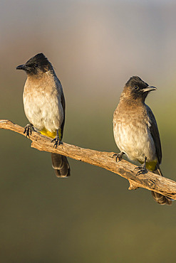 Dark-capped (black-eyed) bulbuls (Pycnonotus tricolor), Zimanga private game reserve, KwaZulu-Natal, South Africa, Africa