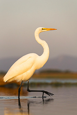 Great egret (Ardea alba), Zimanga private game reserve, KwaZulu-Natal, South Africa, Africa