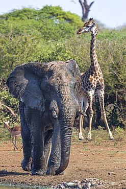 African elephant bull (Loxodonta africana) at waterhole with giraffe, Kruger National Park, South Africa, Africa